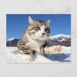 野 良 猫 ャ ニ 吉 ン 【 BRIEFKAART