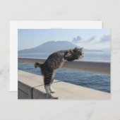 野 良 op 吉, ニャ猫ン briefkaart (Voorkant / Achterkant)