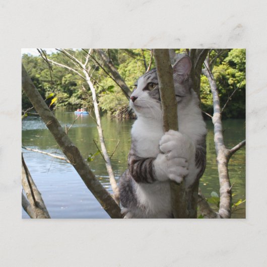 野 良 op 吉, ニャ猫 op een【ン briefkaart (Voorkant)