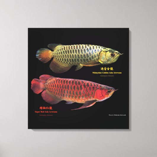 金と赤のAsian Arowana Canvas Afdruk (Voorkant)