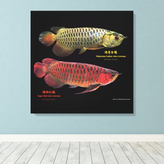 金と赤のAsian Arowana Canvas Afdruk (Insitu (Houten vloer))