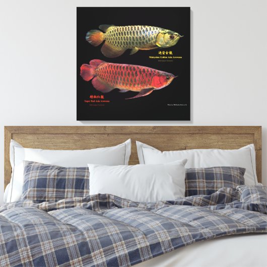 金と赤のAsian Arowana Canvas Afdruk (Insitu (Slaapkamer))