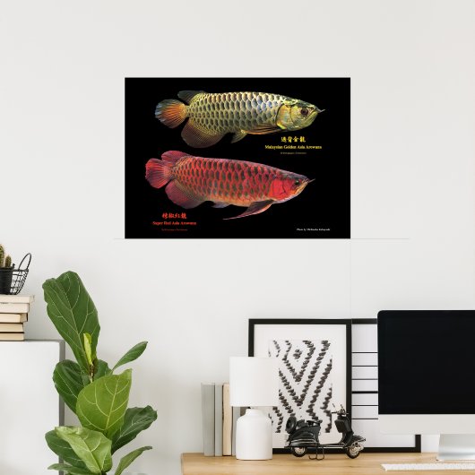 金と赤のAsian Arowana Poster (Thuiskantoor)