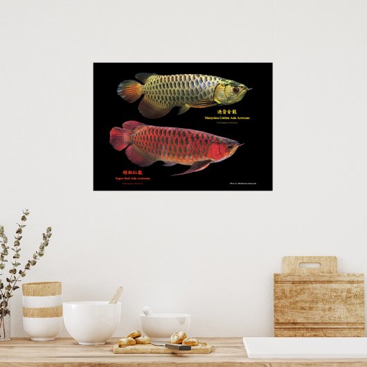 金と赤のAsian Arowana Poster (Keuken)