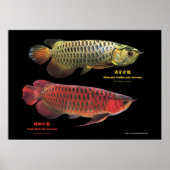 金と赤のAsian Arowana Poster (Voorkant)