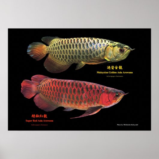 金と赤のAsian Arowana Poster (Voorkant)