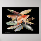 飛び出す大型熱帯魚たち,N0.01 POSTER (Voorkant)