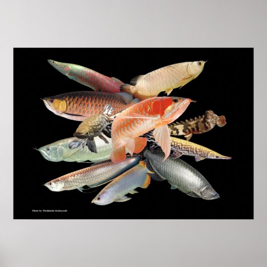 飛び出す大型熱帯魚たち,N0.01 POSTER (Voorkant)