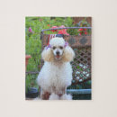 Zoek naar poodle puzzels Honden