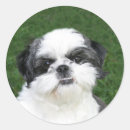 Zoek naar shih tzu stickers Foto