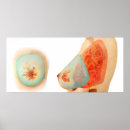 Zoek naar klieren posters Biologie