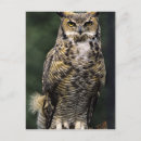 Zoek naar bubo virginianus posters Noord amerika