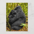 Zoek naar gorilla briefkaarten Schattig babydier