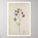 Zoek naar moyne posters Botanisch