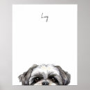 Zoek naar hond shih tzu posters Hondenliefhebber