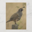 Zoek naar kwartels briefkaarten Natuur