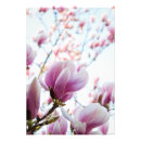 Zoek naar roze magnolia posters Flower