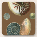 Zoek naar shell onderzetters Zeeschelp