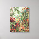 Zoek naar vintage botanisch kunst Ernst haeckel