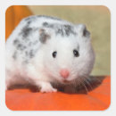 Zoek naar hamsters stickers Dier