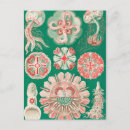 Zoek naar ernst haeckel briefkaarten Kunstformen der natur