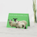 Zoek naar gelukkige schapen gelukkige verjaardagskaarten Grappig