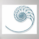 Zoek naar fibonacci spiraal kunst Schelp