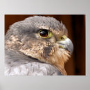 Zoek naar valk posters Roofvogel