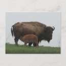 Zoek naar bison briefkaarten Kalf