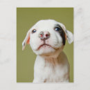 Zoek naar pit briefkaarten Hond