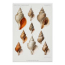 Zoek naar zand posters Schelp