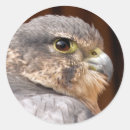 Zoek naar falcone Vogels