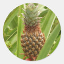 Zoek naar ananas stickers Exotisch