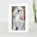 Zoek naar cocker spaniël kaarten Elk persoon