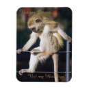 Zoek naar apen magneten Grappig