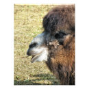 Zoek naar grappige kamelen posters Elk persoon