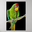 Zoek naar ara papegaai posters Natuur