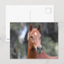 Zoek naar oldenburg briefkaarten Paard