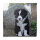Zoek naar border collie tegels Puppy