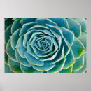 Zoek naar rozet posters Echeveria