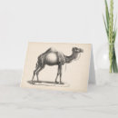 Zoek naar camel briefkaarten Antiek