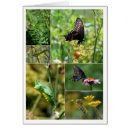 Zoek naar levenscyclus briefkaarten Chrysalis