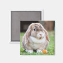 Zoek naar wortels magneten Rooster