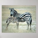 Zoek naar voeding posters Natuur