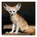 Zoek naar fennec posters Sahara