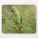 Zoek naar parkiet muismatten Vogels