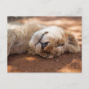 Zoek naar getty briefkaarten Dieren
