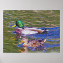 Zoek naar watervogels kunst Wilde eenden