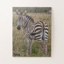 Zoek naar zebra puzzels Fotografie