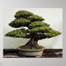 Zoek naar bonsai boom posters Japans
